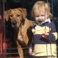 http://listadoderazasdeperrosygatos.blogspot.com/2015/02/raza-rhodesian-ridgeback.html